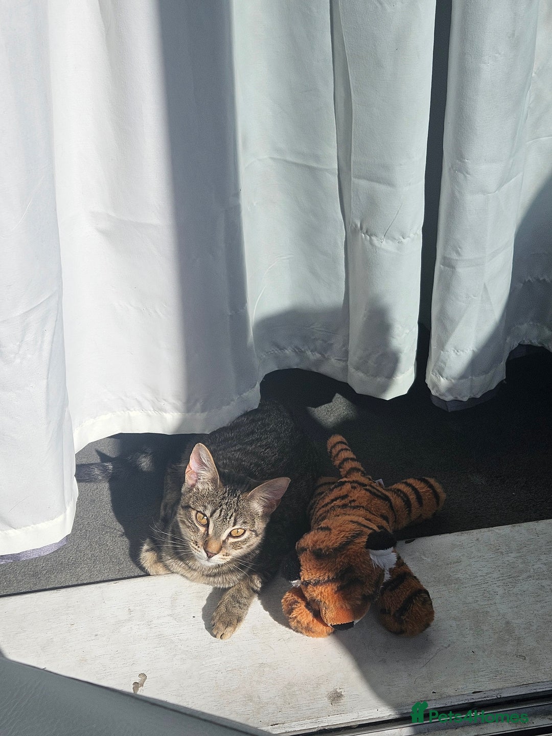 Mixed Breed cats for sale: 2 cats - Advert 3