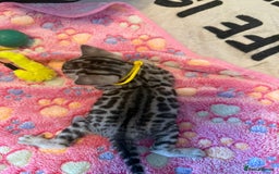 Bengal cats for sale: Beautiful Silver Bengal female - Tica optional  - Image 14