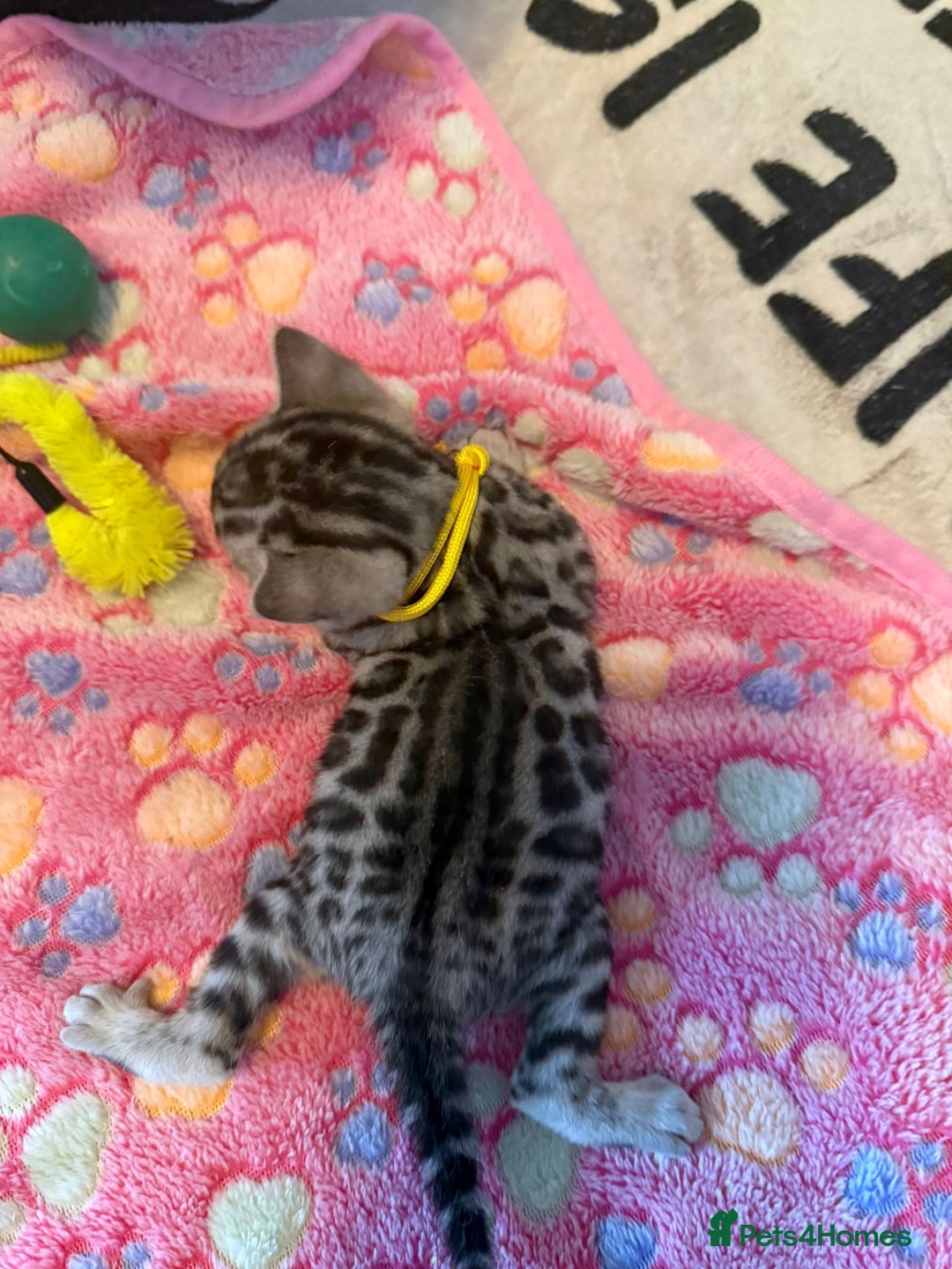 Bengal cats for sale: Beautiful Silver Bengal female - Tica optional  - Image 14