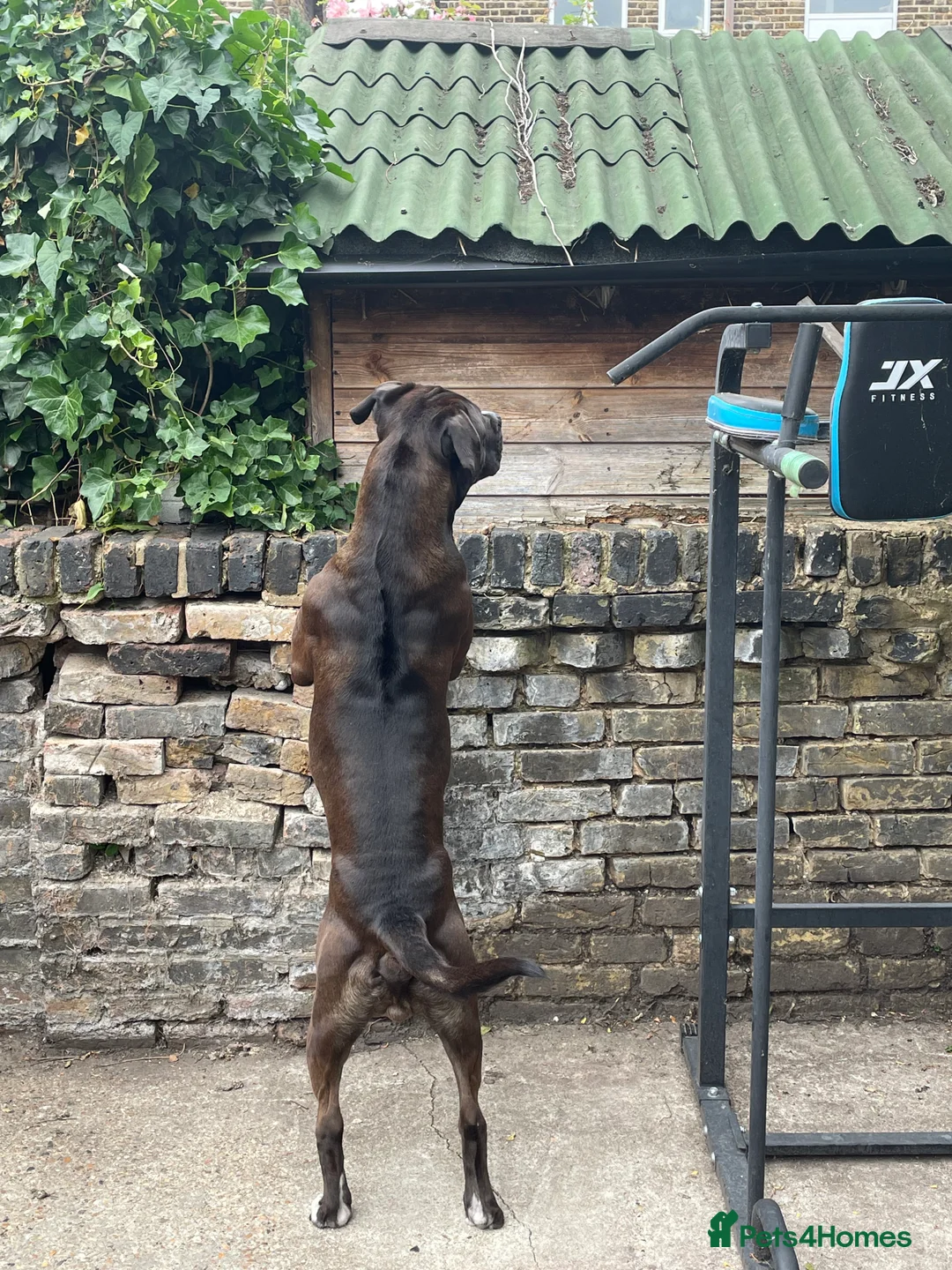 Mixed Breed dogs for stud: Looking for a female dog - Advert 6