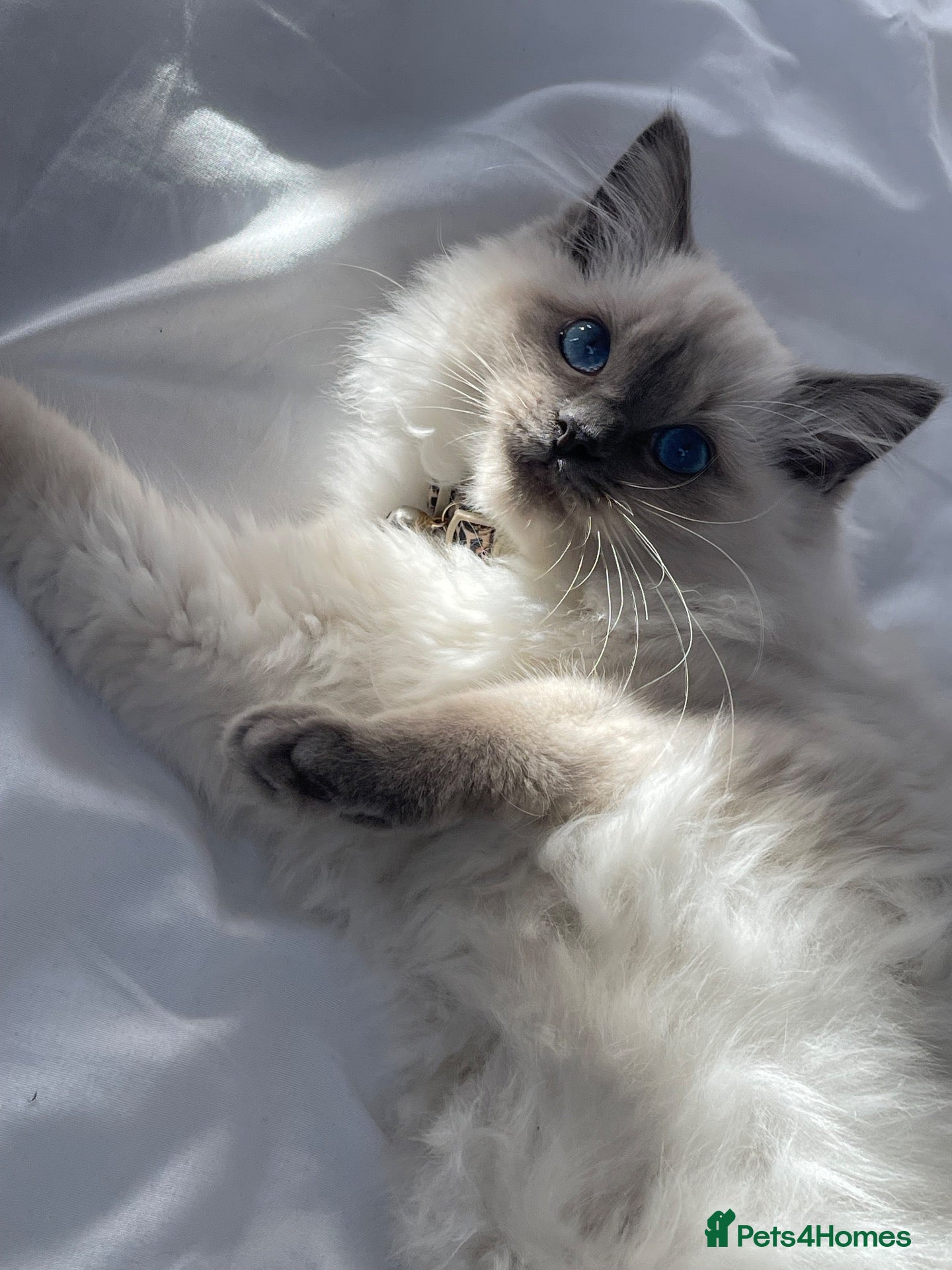 Ragdoll cats Beautiful pedigree premium breed ragdoll kitten  - Advert 3