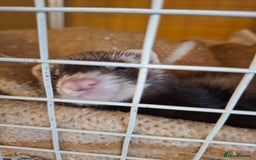 Ferret rodents for sale: 2 ferrets, 1 male albino and 1 female micro - Image 2