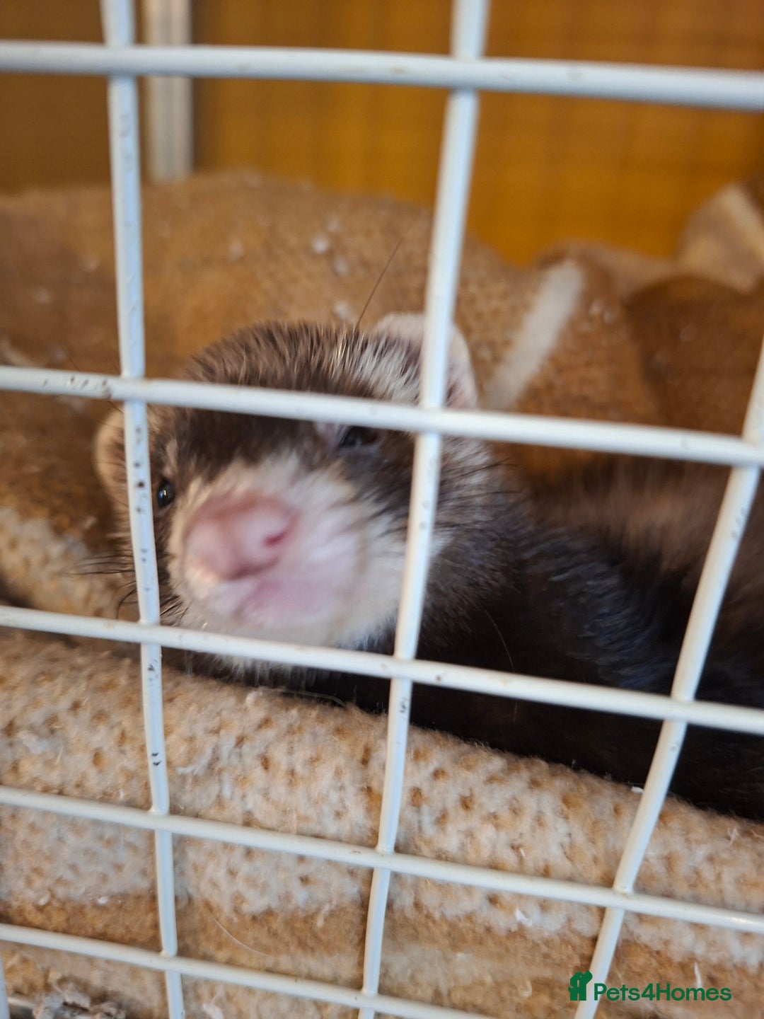 Ferret rodents for sale: 2 ferrets, 1 male albino and 1 female micro - Image 2
