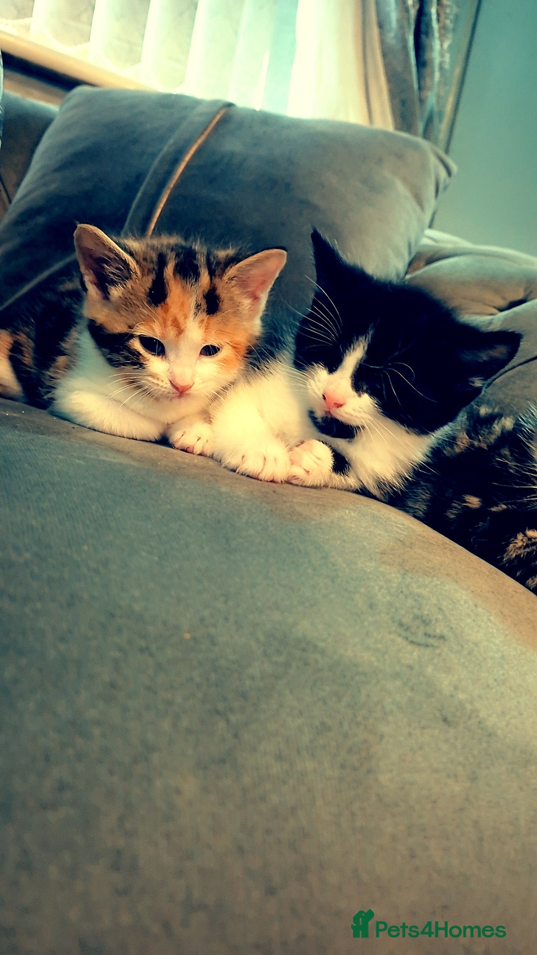 Mixed Breed cats for sale: Mixed maincoon - Image 5