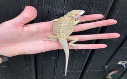 Bearded Dragon reptiles for sale: Bearded Dragons - stunning babies  - Image 10