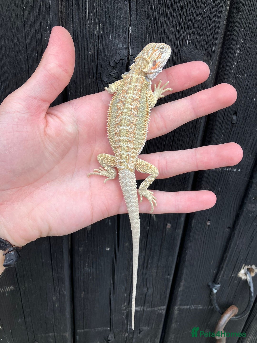 Bearded Dragon reptiles for sale: Bearded Dragons - stunning babies  - Image 10