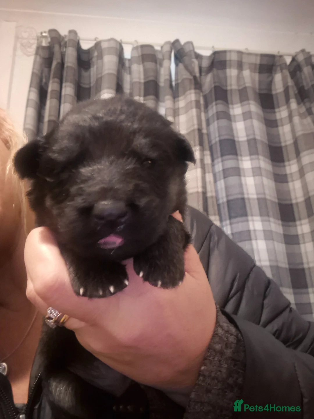 German Shepherd dogs for sale: German shepherd pups - Advert 2