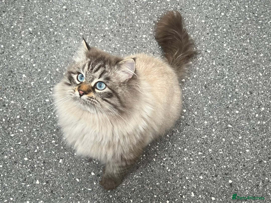 Siberian cats for sale: 🩷🩷GCCF Siberian Neva Masquerade Kittens🩷🩷 - Advert 14