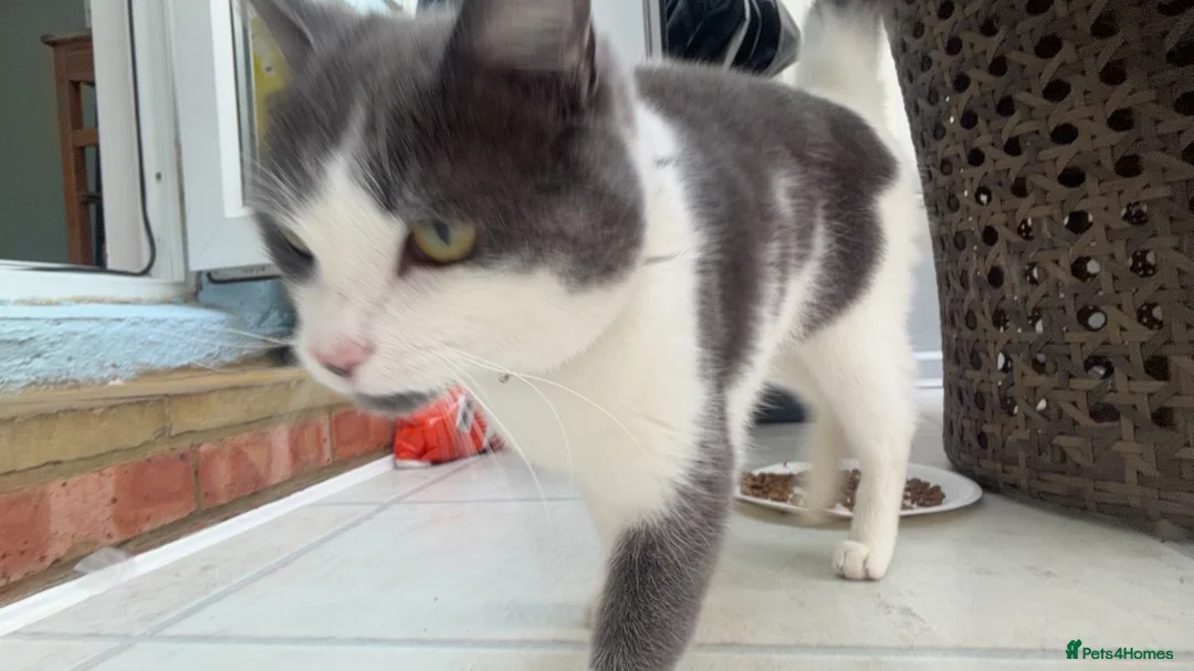 British Shorthair cats for sale: Mother and son cats for sale - Advert 2