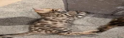 Bengal cats for sale: 🔥✨Pedigree TICA-Registered Bengals - Advert 23