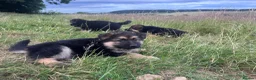 German Shepherd dogs for sale: Long haired German shepherd puppies  - Advert 10