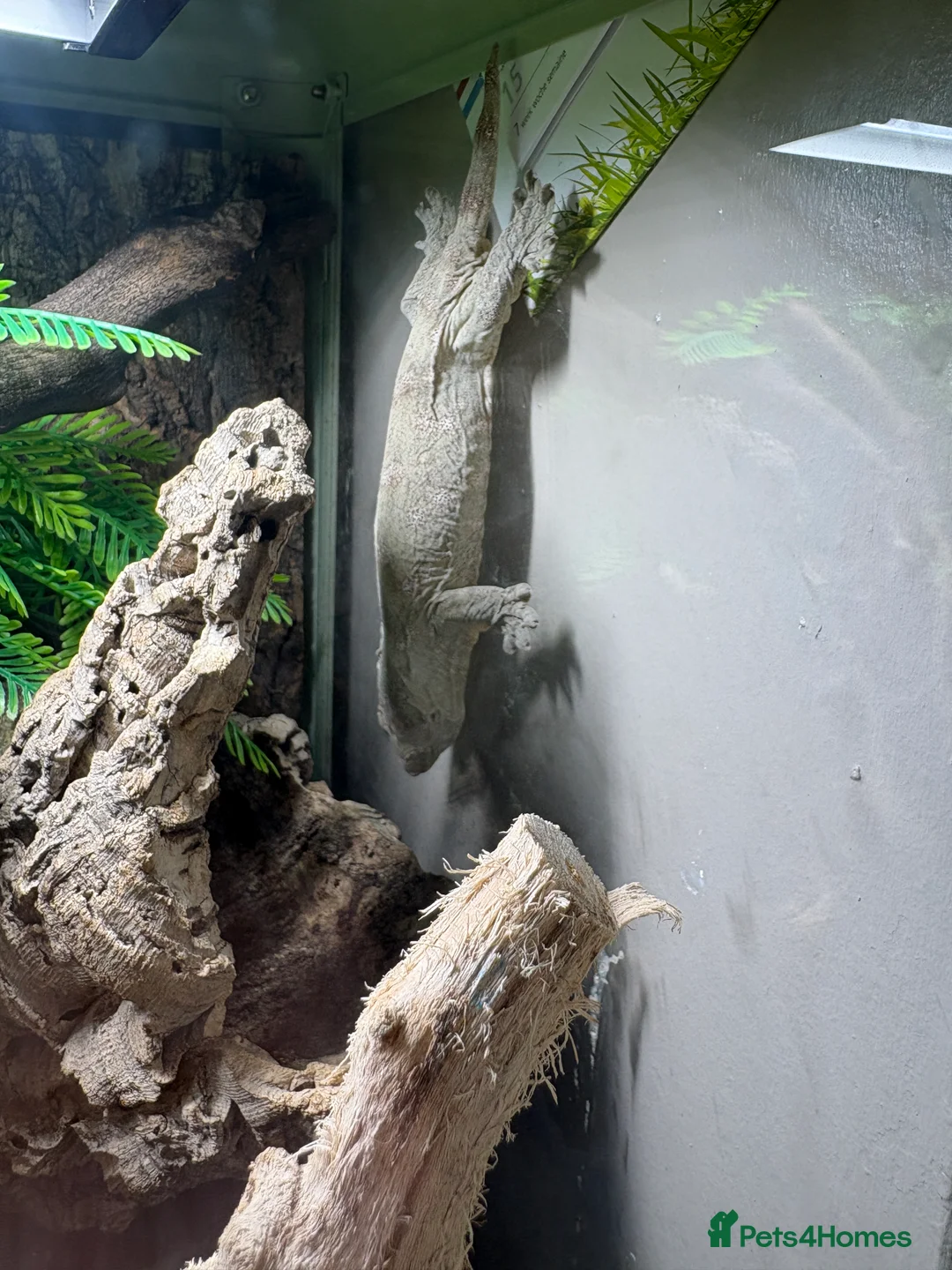 Gecko reptiles for sale:  Leachie (Leachianus) gecko - Advert 2