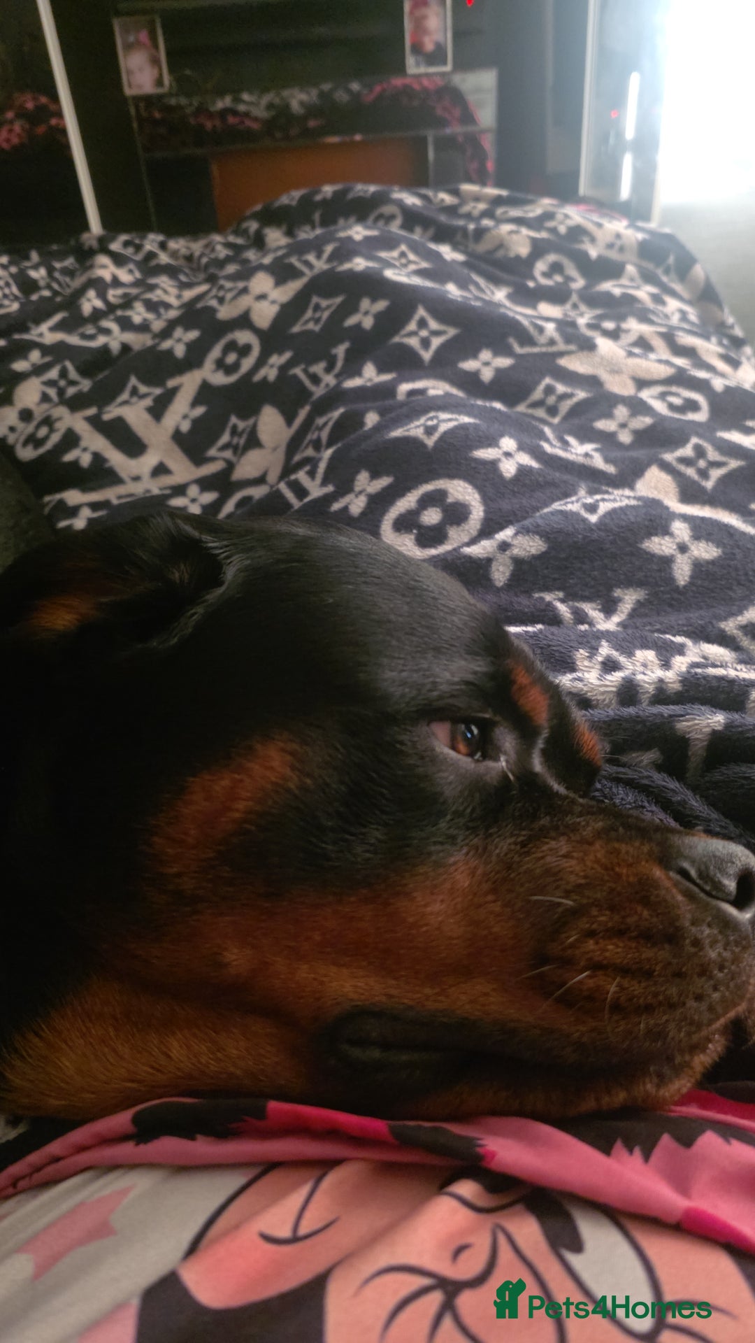 Rottweiler dogs for sale: Kc rottweiler  - Advert 10