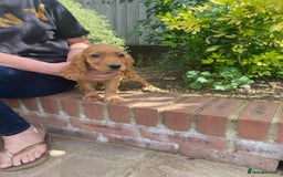 Cocker Spaniel dogs for sale: Gorgeous Adorable Golden Type Cocker  Spaniel  - Image 18