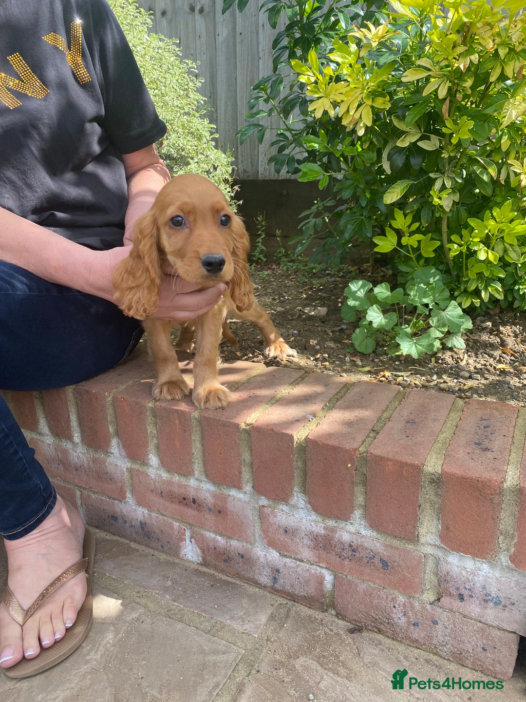 Cocker Spaniel dogs for sale: Gorgeous Adorable Golden Type Cocker  Spaniel  - Image 18