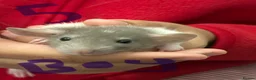 Rat rodents for sale: Dumbo rats in Manningtree - Advert 13