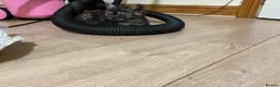 British Shorthair cats for sale: Rare BSH kitten - Advert 6