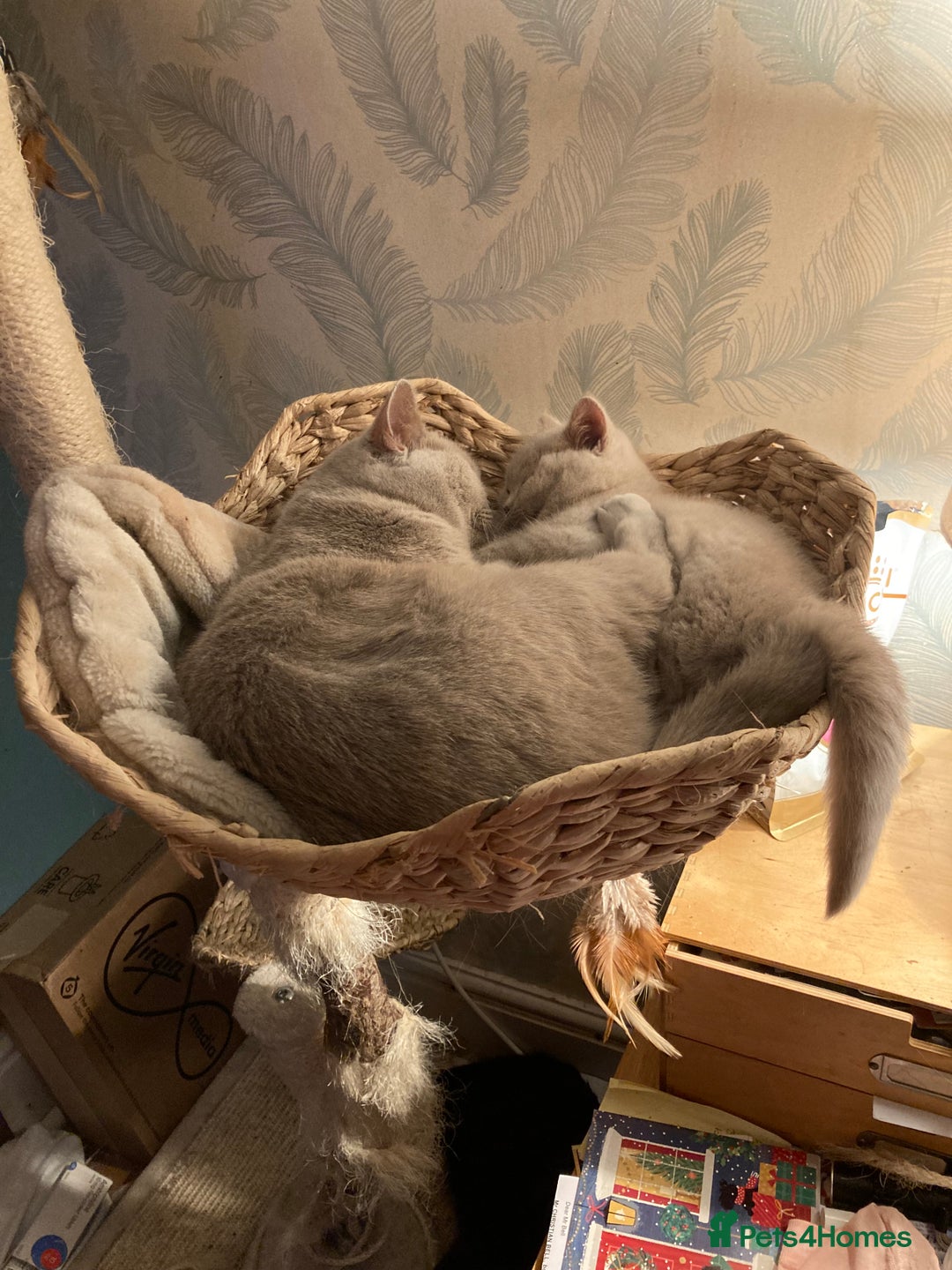 British Shorthair cats for sale: Stunning Lilac Boy available - Advert 3