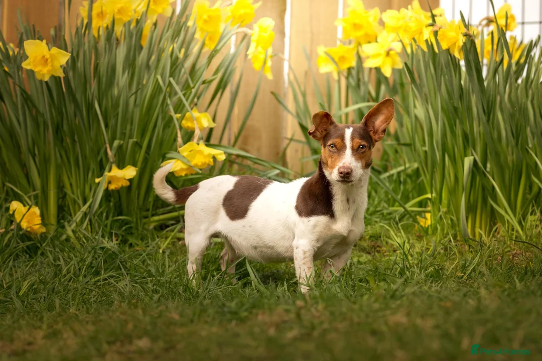 Jack Russell dogs for sale: Jack Russell pups - Advert 1