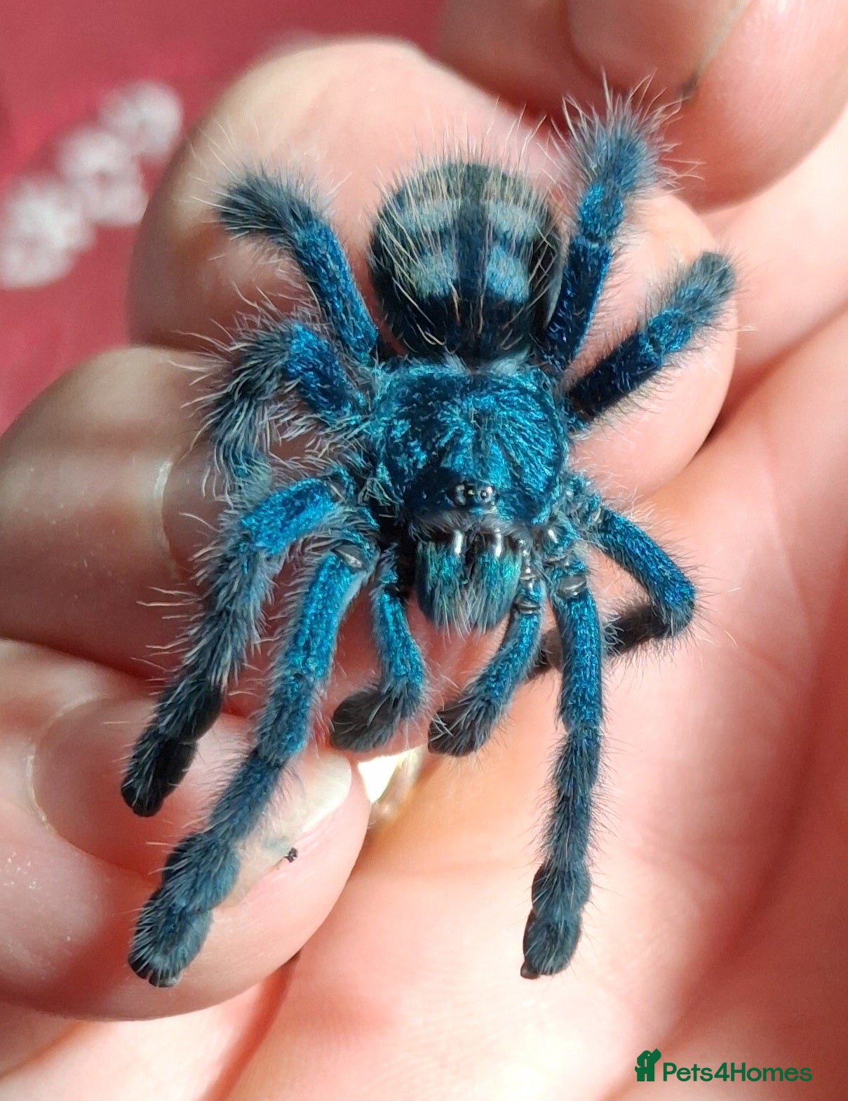 Spiders invertebrates Caribena Versicolor  - Advert 4