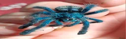 Spiders invertebrates for sale: Caribena Versicolor  - Advert 1