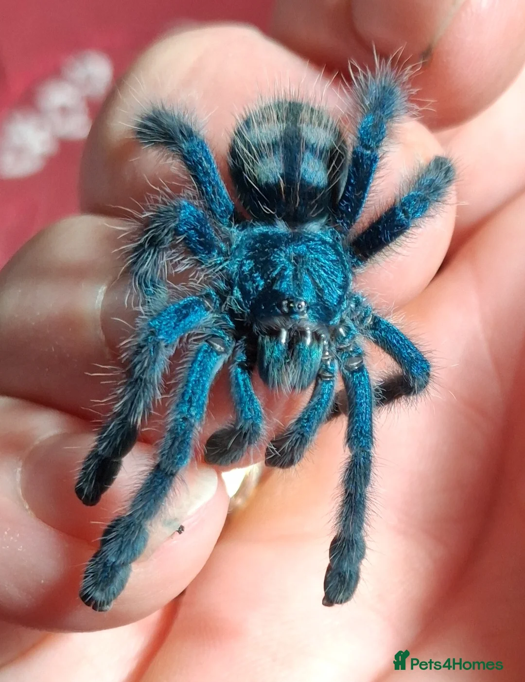 Spiders invertebrates for sale: Caribena Versicolor  - Advert 1