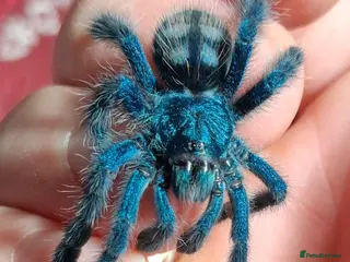 Spiders invertebrates Caribena Versicolor - Advert 4