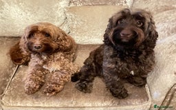 Cockapoo dogs for sale: 🐾3 girls 2 boys available🐾 - Image 13