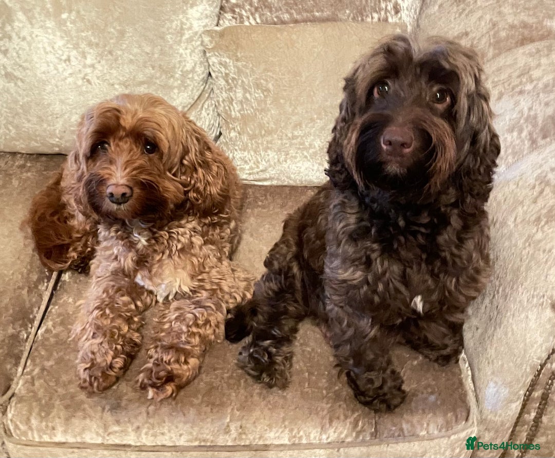 Cockapoo dogs for sale: 🐾3 girls 2 boys available🐾 - Image 13