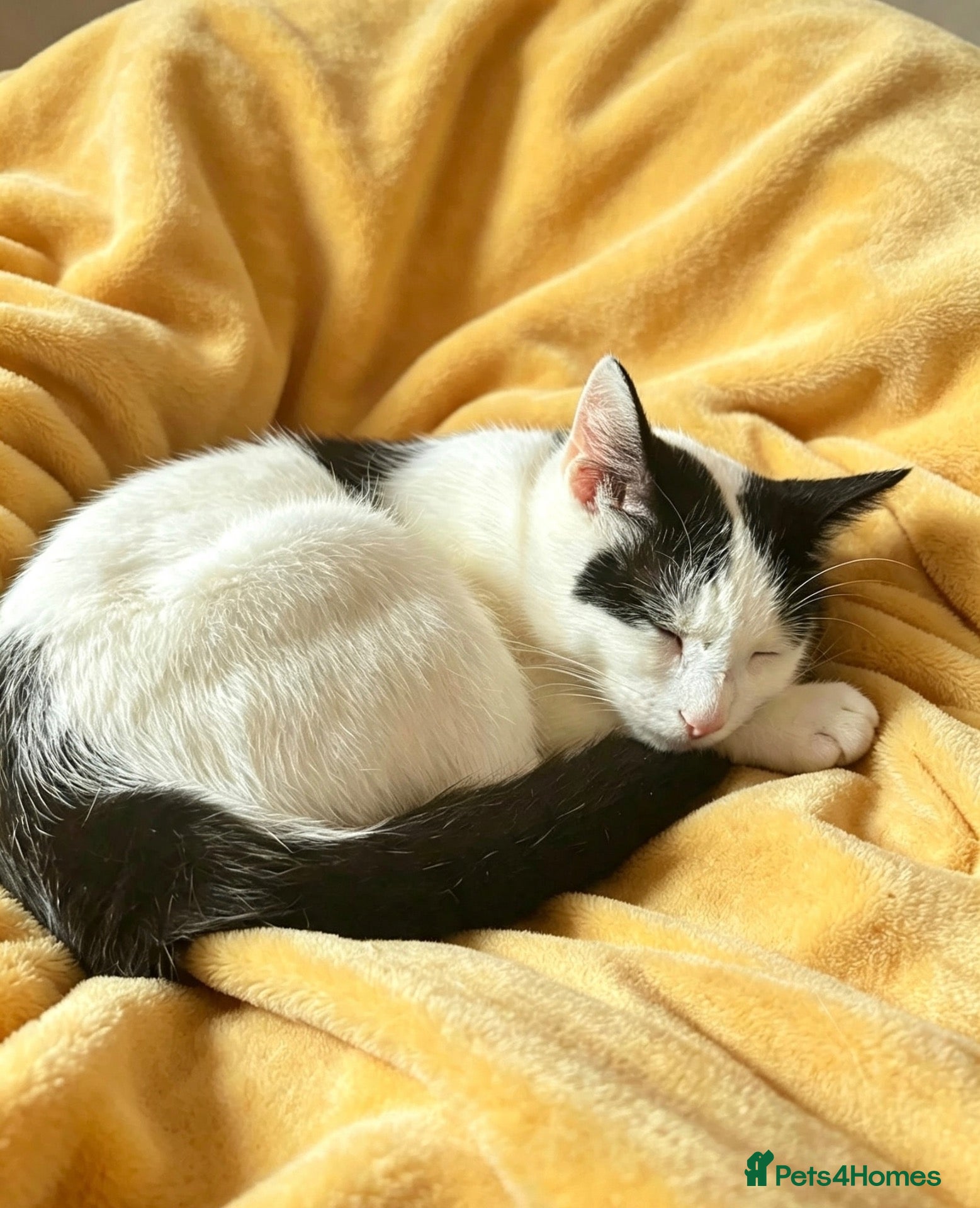 Mixed Breed cats 4 beautiful boys  - Advert 4