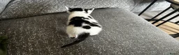 Mixed Breed cats for sale: 3 male kittens for sale  - Advert 23