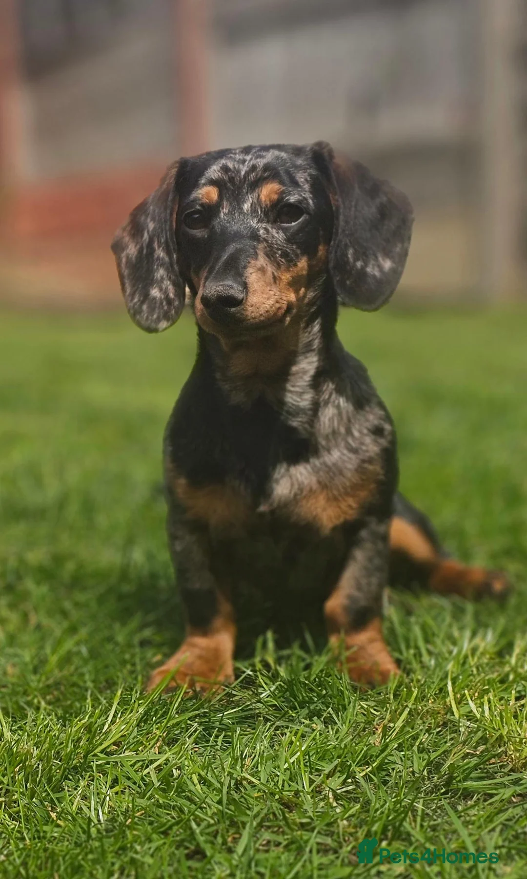 Miniature Dachshund dogs for sale: Miniature Dachshund  in Cannock - Advert 2