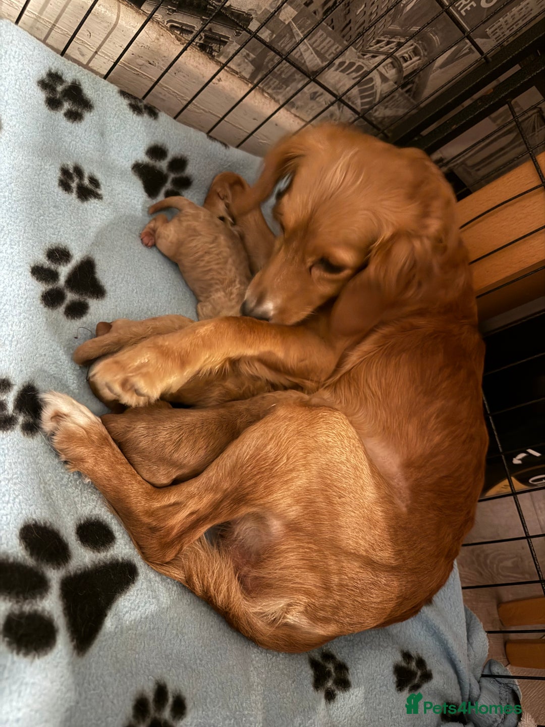 Cockapoo dogs for sale: Cockapoo Puppies For Sale  - Image 1