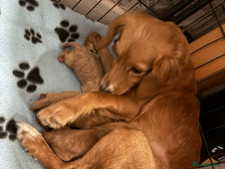 Cockapoo dogs for sale - Advert 1