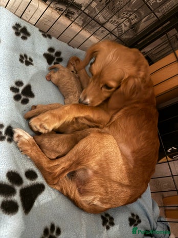 Cockapoo dogs - Advert 1