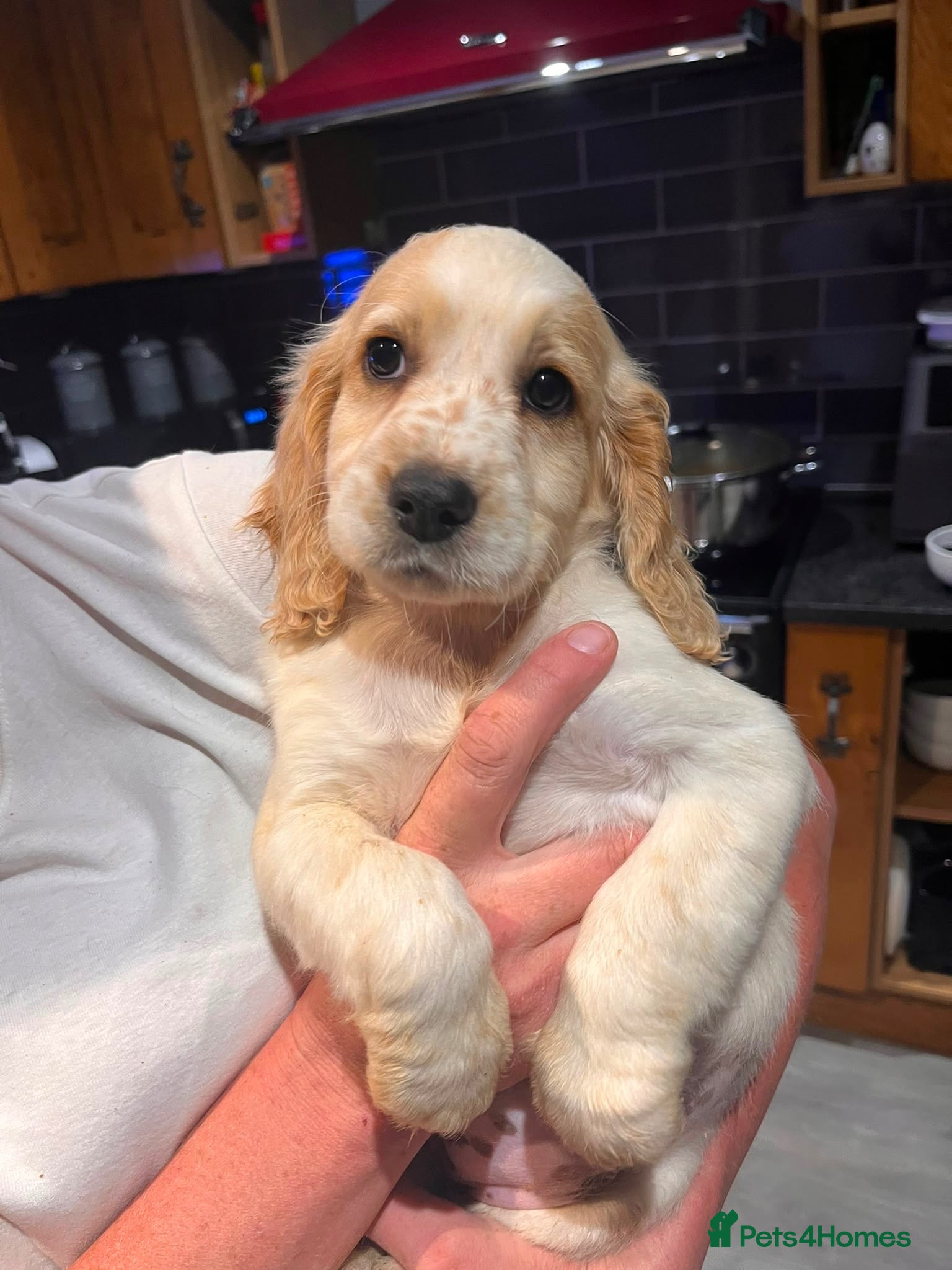 Cockapoo dogs BEAUTIFUL COCKAPOO PUPPIES READY NOW - Advert 15