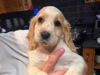 Cockapoo dogs BEAUTIFUL COCKAPOO PUPPIES READY NOW - Advert 2