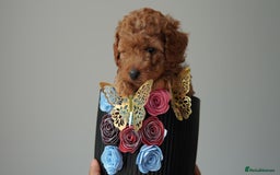 Cavapoo dogs for sale: Final girl toy Cavapoo remaining 🐶 🐾 - Image 1