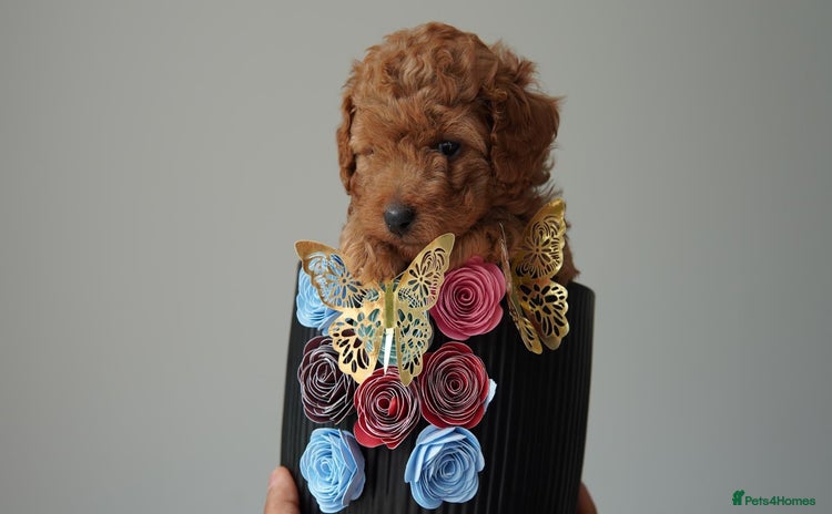 Cavapoo dogs - Advert 4