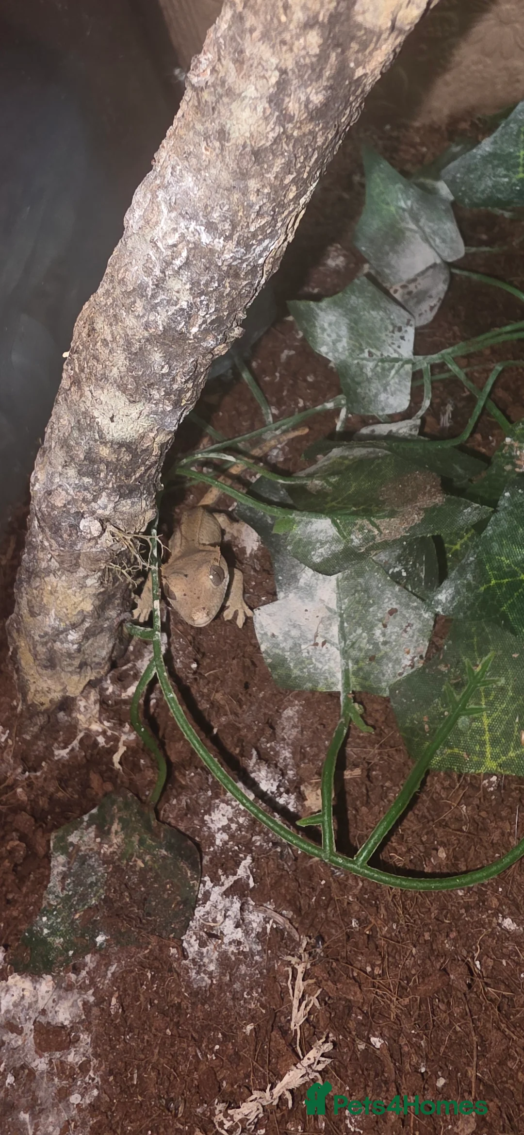 Gecko reptiles for sale: 2 baby crested geckos  - Advert 6