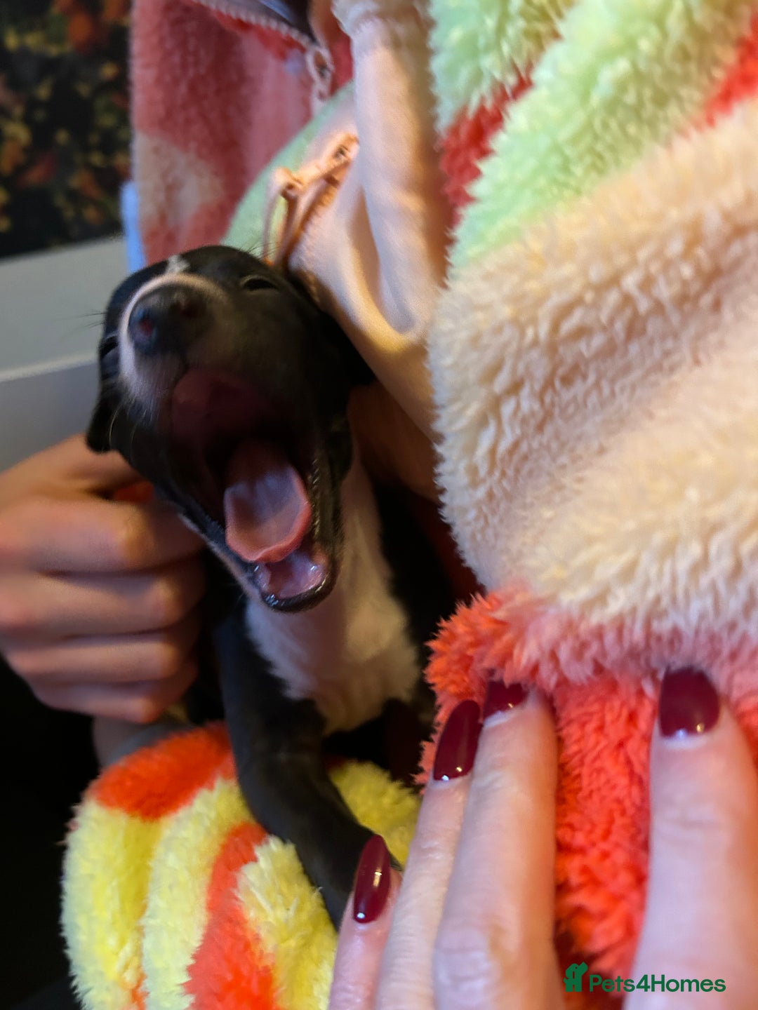 Italian Greyhound dogs for sale: Italian greyhound pups  - Advert 17