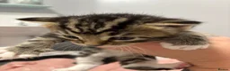 Domestic Shorthair cats for sale: 3 beautiful female kittens aged 5 weeks - Advert 8