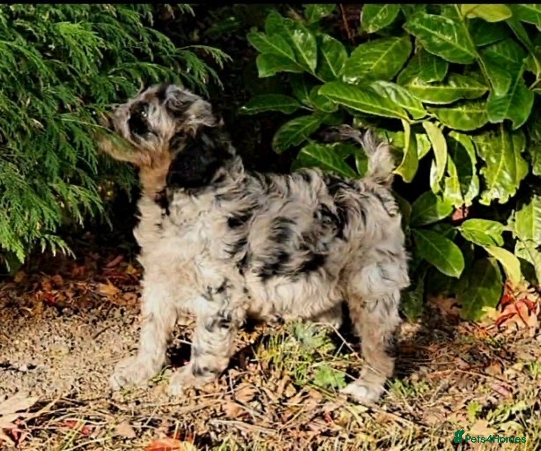 Mini Goldendoodle dogs for sale: STUNNING F1 GOLDENDOODLE MERLE BITCH PUP - Image 4