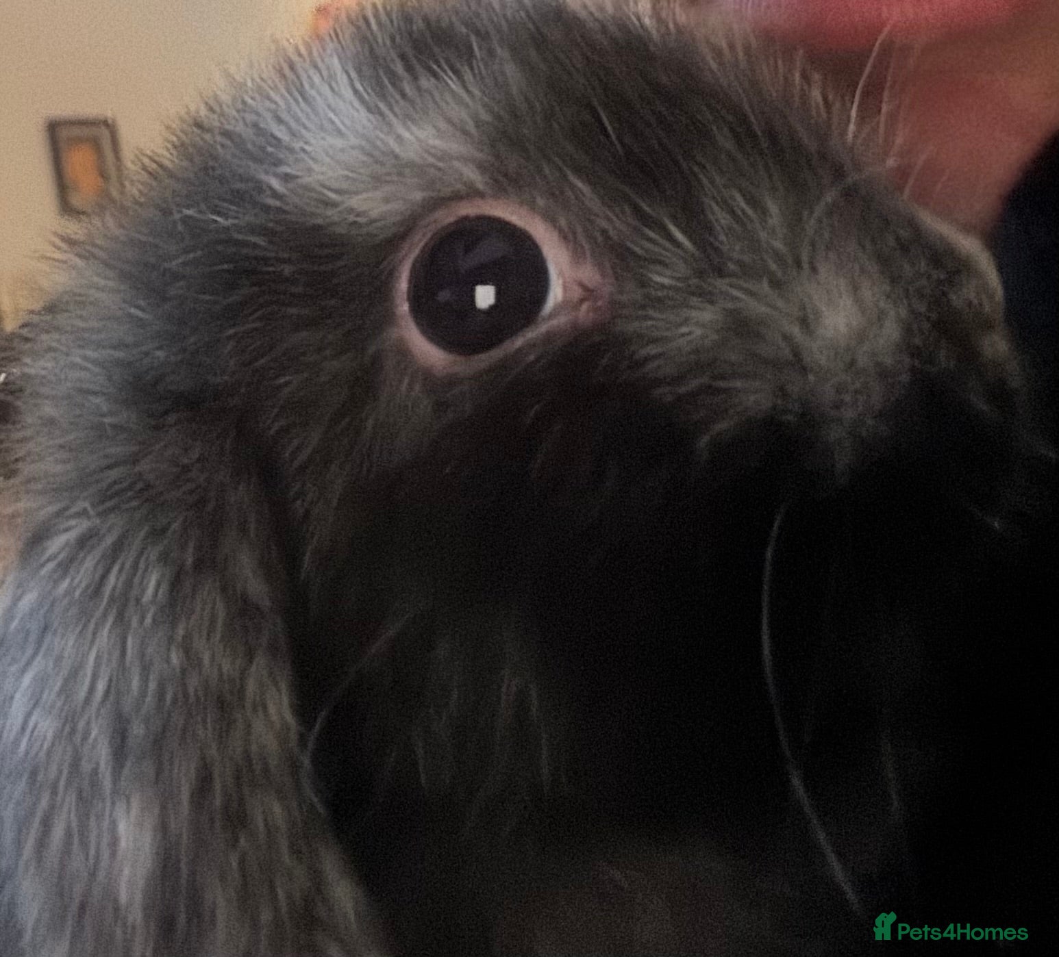 Mini Lop rabbits Pure bred friendly handled daily  mini lop.  - Advert 11