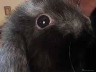 Mini Lop rabbits Pure bred friendly handled daily mini lop. - Advert 11