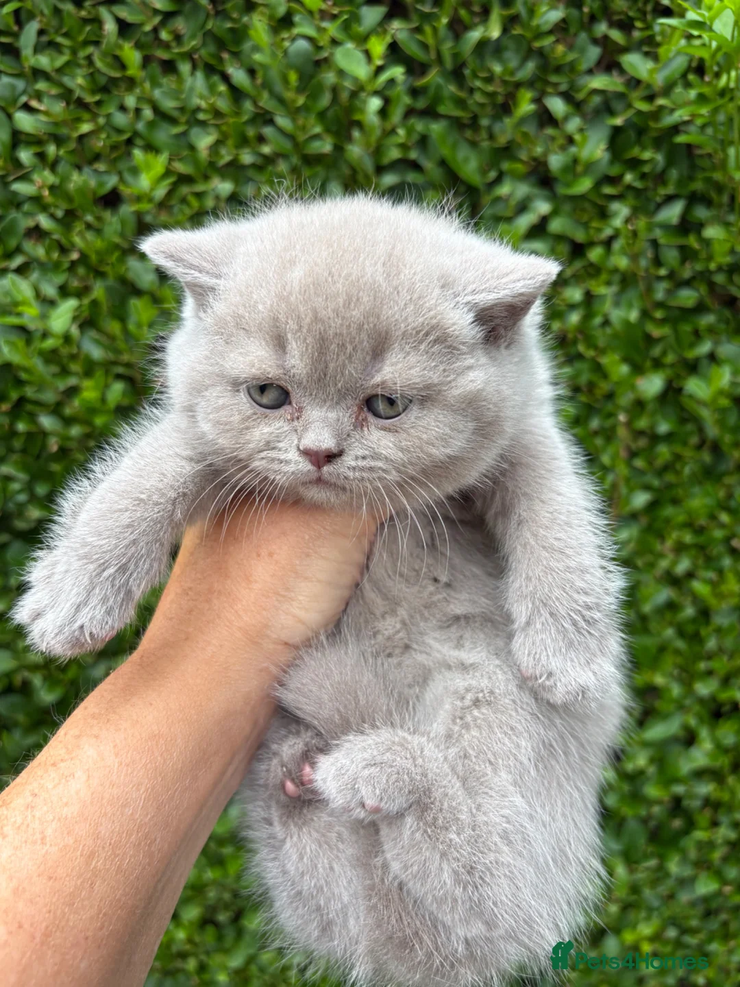 British Shorthair cats for sale: British Shorthair Kittens - GCCF - Advert 1