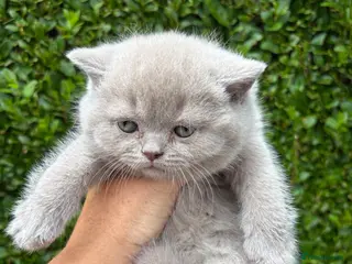 British Shorthair cats British Shorthair Kittens - GCCF - Advert 1