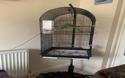 Ringnecks birds for sale: Male Green Indian Ringneck Parrot (On sale) - Image 2