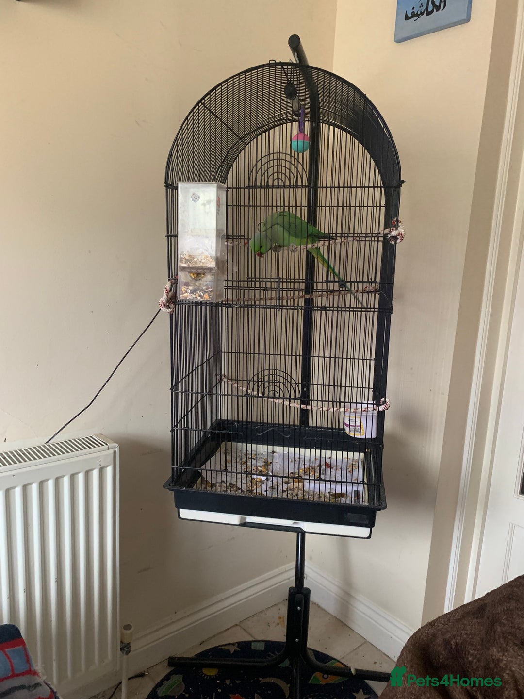 Ringnecks birds for sale: Male Green Indian Ringneck Parrot (On sale) - Image 2