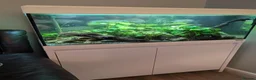 Tetras fish for sale: Well Established Fluval Fish Tank in Runcorn - Advert 1